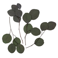 Eukaliptus stabilizowany Populus - zielony / 4 łodygi, 20 cm | Artmie