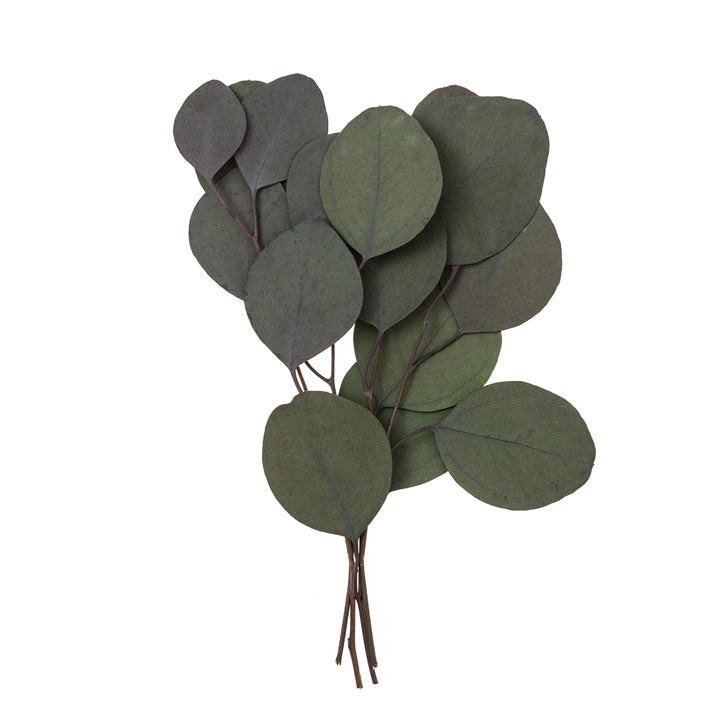 Eukaliptus stabilizowany Populus - zielony / 4 łodygi, 20 cm | Artmie