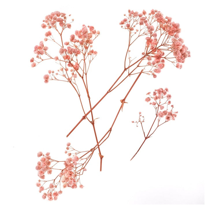 Gypsophila jasnoróżowa - 4 łodygi, 20 cm | Artmie