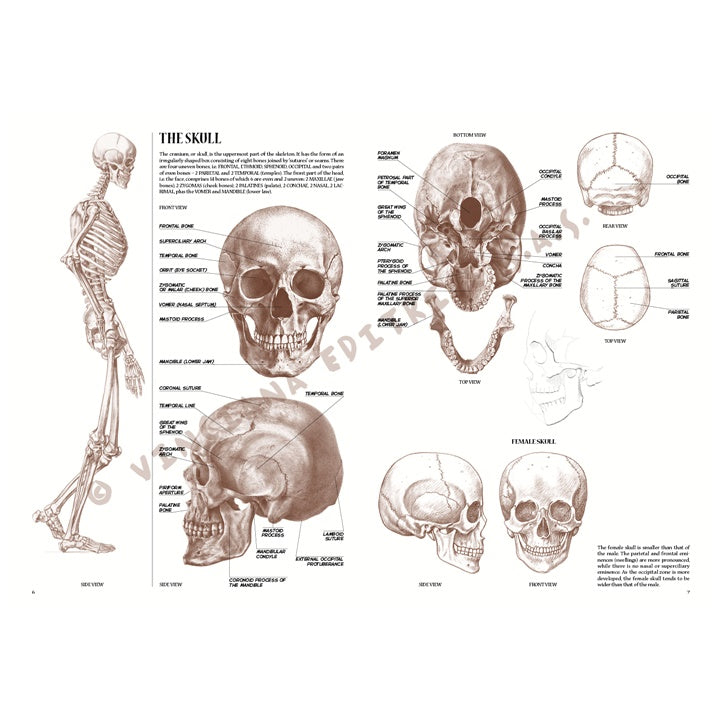 Kolekcja Leonardo 04 Anatomia | Artmie