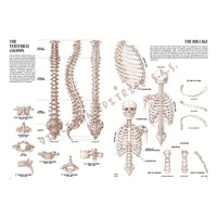 Kolekcja Leonardo 04 Anatomia | Artmie