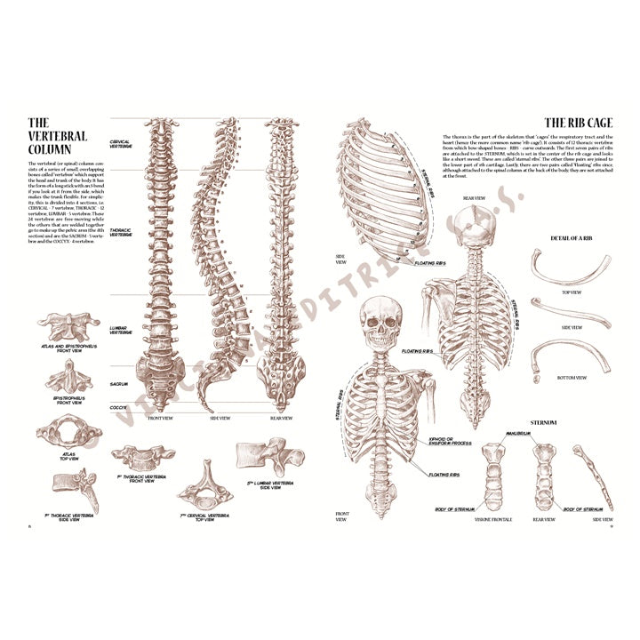 Kolekcja Leonardo 04 Anatomia | Artmie