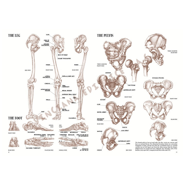 Kolekcja Leonardo 04 Anatomia | Artmie