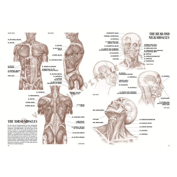 Kolekcja Leonardo 04 Anatomia | Artmie