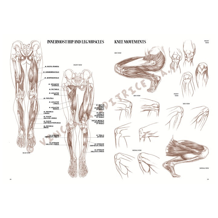 Kolekcja Leonardo 04 Anatomia | Artmie