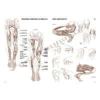 Kolekcja Leonardo 04 Anatomia | Artmie