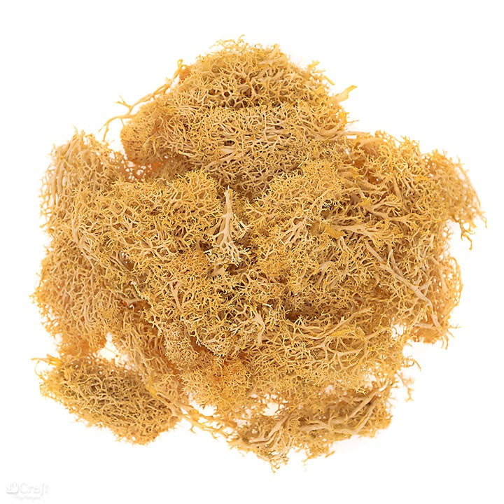 Naturalny mech chrobotek 30 g | różne odcienie | Artmie