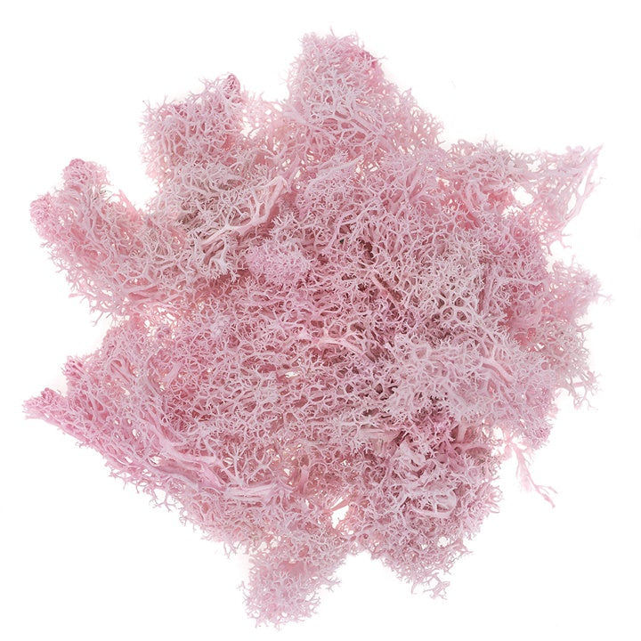 Naturalny mech chrobotek 30 g | różne odcienie | Artmie