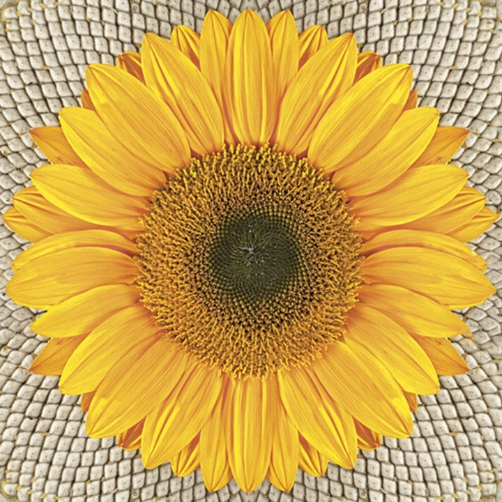 Serwetki do Decoupage -  Sunflower on Seeds  / 1 szt | Artmie
